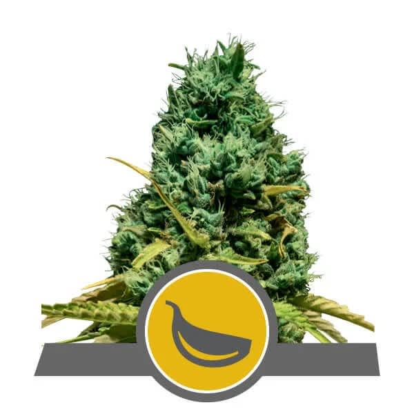 Royal Queen Seeds Garlic Mist Reg 12 seeds