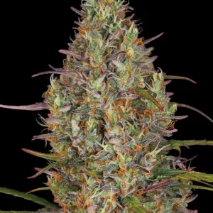 12 Gorilla Zkittlez Auto by Barneys Farm Autoflowering Seeds
