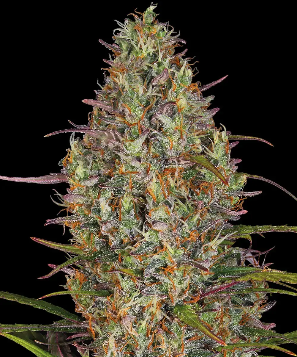 12 Gorilla Zkittlez Auto by Barneys Farm Autoflowering Seeds