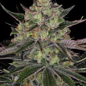 12 Jealousy by Barneys Farm Feminized Seeds