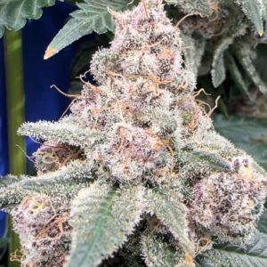 Buy Gorilla Butter F2 | BlockHead Buds Regular Seeds