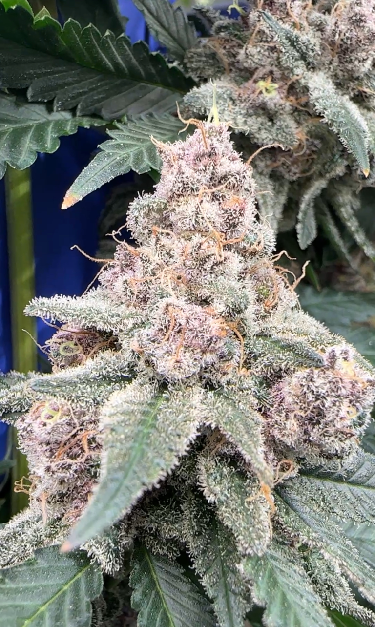 Buy Gorilla Butter F2 | BlockHead Buds Regular Seeds