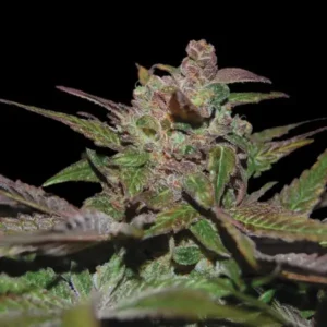 12 HG23 aka Michael Jordan seeds from DNA Genetics Feminized Seeds