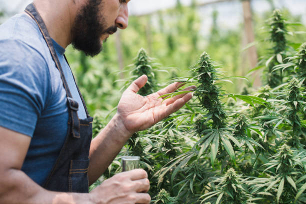 sensi seeds bank Italy