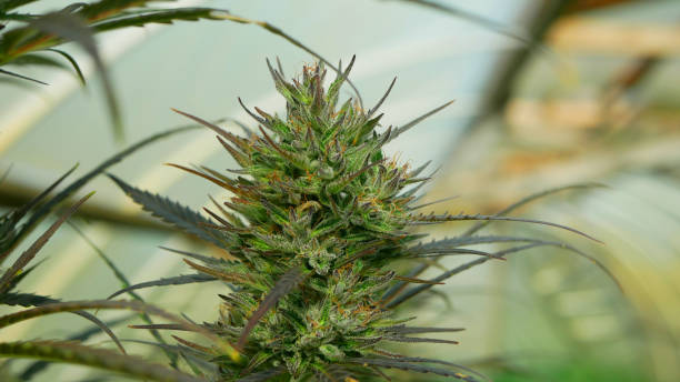 Sensi Seeds bank