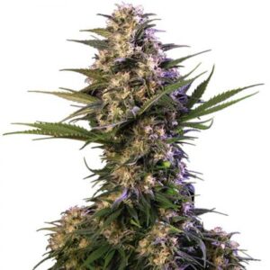 Buy Medikit CBD AUTO | Buddha Seeds Autoflowering Seeds
