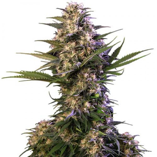 Buy Medikit CBD AUTO | Buddha Seeds Autoflowering Seeds