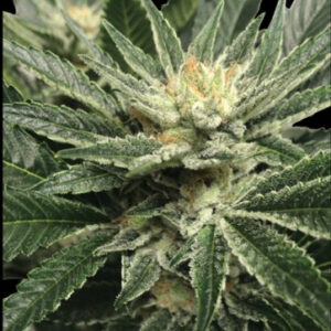 12 Cream 47 by Sweet Seeds Feminized Seeds