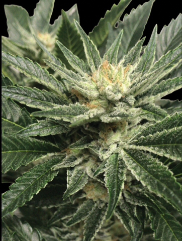 12 Cream 47 by Sweet Seeds Feminized Seeds