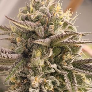 Buy Gatorbreath x LA Kush Cake | Jungle Boys Feminized Seeds
