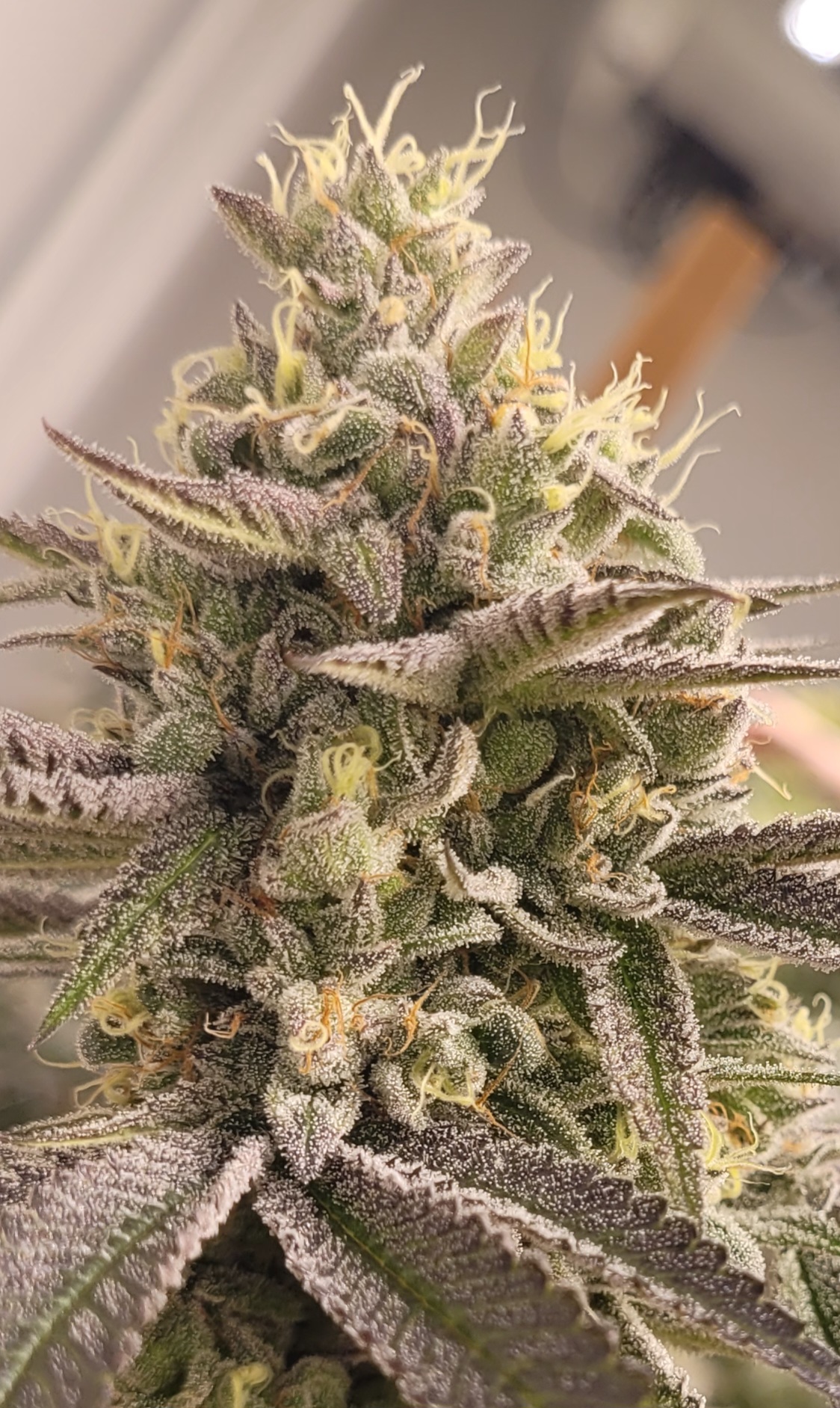 Buy Gatorbreath x LA Kush Cake | Jungle Boys Feminized Seeds