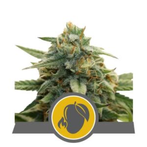Royal Queen Seeds Mango Crunch Reg 12 pk