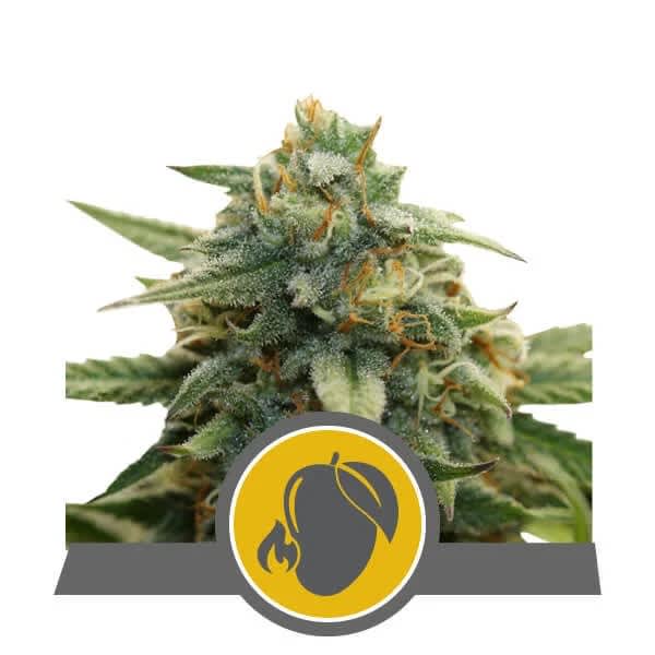 Royal Queen Seeds Mango Crunch Reg 12 pk