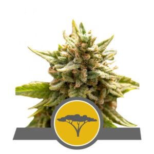 Royal Queen Seeds Marula Fruit Reg 12 seeds