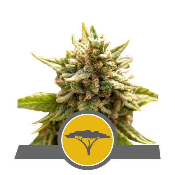 Royal Queen Seeds Marula Fruit Reg 12 seeds