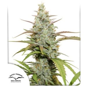 Dutch Passion Mokum’s Tulip Fem 12 seeds