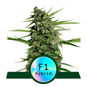 Royal Queen Seeds Orion F1 Auto Fem 12 seeds