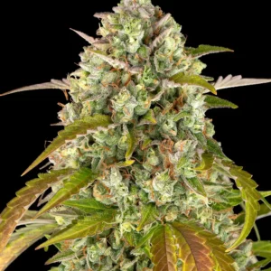 12 Pineapple Chunk by Barneys Farm Feminized Seeds