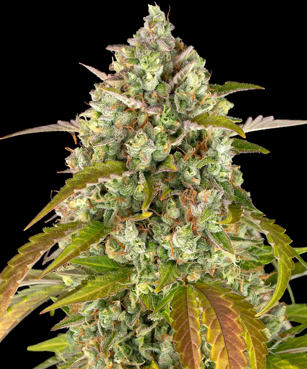 12 Pineapple Chunk by Barneys Farm Feminized Seeds