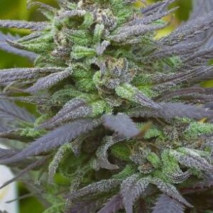 12 Chronic by Serious Seeds Feminized Seeds