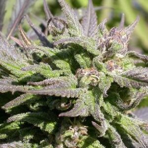 12 Kali Mist from Serious Seeds Regular Seeds