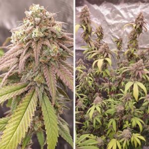 Dutch Passion Skywalker Haze Fem 12 seeds