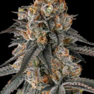 Buy Mendocino Purple Kush | Medical Seeds Feminized Seeds