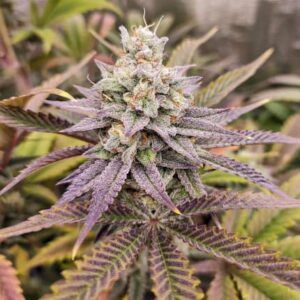 Dutch Passion Sugar Bomb Punch Fem 12 seeds