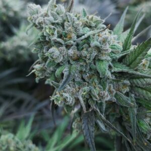 Buy Zkittlez cannabis seeds