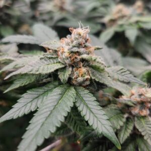 Buy Gelato cannabis seeds