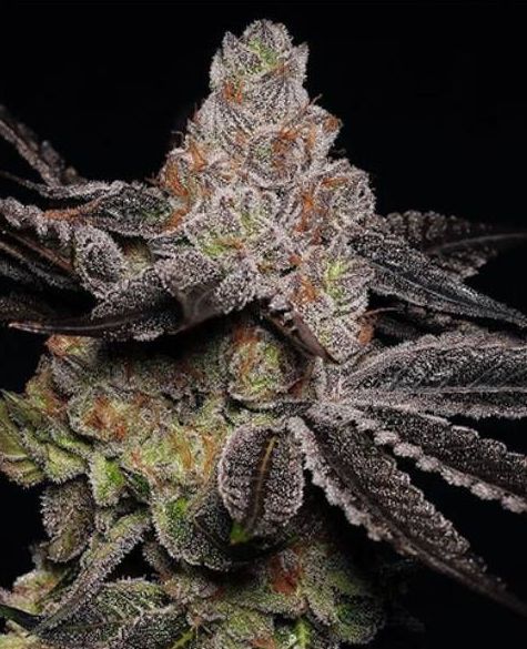 Buy Purple Haze cannabis seeds
