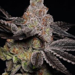 12 Skunk Kush Feminised Sensi Seeds